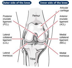 Ligaments In The Knee